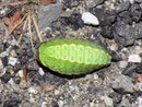 Apoda limacodes (Grosser Schneckenspinner, Raupe von oben) / CH TI Sementina, Monti di Boscaloro 780 m, 21. 09. 2011