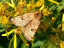 Sideridis lampra (Bibernell-Bergwieseneule) / NOCTUIDAE (Eulen)