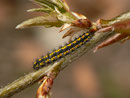 Callimorpha dominula (Schönbär) / CH BE Hasliberg 1070 m, 08. 05. 2019