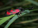 Zygaena loti (Beilfleck-Widderchen) / ZYGAENIDAE (Widderchen, Blutströpfchen)