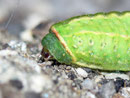 Apoda limacodes (Grosser Schneckenspinner, Raupe von vorne seitlich) / CH TI Sementina, Monti di Boscaloro 780 m, 21. 09. 2011