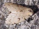 Lymantria dispar (Schwammspinner, Weibchen) / LYMANTRIIDAE (Trägspinner)