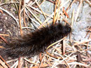 Spilosoma lubricipeda (Weisse Tigermotte) / CH VS Gomer Höhenweg 1700 m, 26. 10. 2009