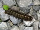 Spilosoma lubricipeda (Weisse Tigermotte) / CH UR Isental 1112 m, 17. 08. 2011