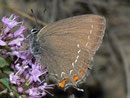 Satyrium ilicis (Brauner Eichenzipfelfalter) / LYCAENIDAE/Eumaeini (Bläulinge)