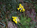 Primula veris (Primulaceae)