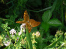 Argynnis paphia (Kaisermantel, Männchen) / CH BE Hasliberg 1200 m, 31. 07. 2010