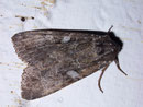 Eurois occulta (Graue Heidelbeereule) / NOCTUIDAE (Eulen)