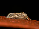 Spodoptera littoralis (Baumwolleule)  / Spanien Kan. Inseln, Tenerife, Playa Paraiso 10 m, 19. 01. 2013