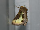 Diachrysia stenochrysis (Tutts Messingeule) / NOCTUIDAE/Plusiinae (Eulen)
