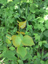 Populus nigra (Schwarzpappel) Salicaceae