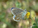 Polyommatus bellargus (Himmelblauer Bläuling, Männchen) / CH BE Hasliberg 1050 m, 24. 04. 2011