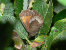 Erebia euryale (Rotgestreifter Mohrenfalter, Weibchen) / CH UR Isenthal 1270 m, 17. 08. 2011