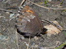 Erebia euryale adyte (Weibchen) / CH VS Turtmanntal 1980 m, 14. 07. 2010