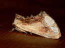 Ptilodon cucullina (Ahorn-Zahnspinner) / NOTODONTIDAE (Zahnspinnre)