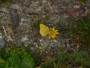 Colias croceus (Postillon) / CH VS Ulrichen, Biel 1420 m, 11. 10. 2022
