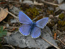 Polyommatus bellargus (Himmelblauer Bläuling, Männchen) / CH BE Hasliberg 1150 m, 26. 04. 2014
