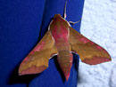 Deilephila porcellus (Kleiner Weinschwärmer) / SPHINGIDAE (Schwärmer)