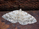 Camptogramma scripturata / GEOMETRIDAE/Larentiinae (Spanner)