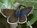 Aricia artaxerxes allous (Grosser Sonnenröschenbläuling)  / LYCAENIDAE/Polyommatini (Bläulinge)