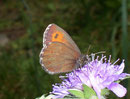 Erebia euryale adyte (Männchen) / CH VS Lötschental 1380 m, 09. 07. 2008