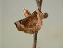 Selenia tetralunaria (Violettbrauner Mondfleckspanner) / GEOMETRIDAE/Ennominae (Spanner)