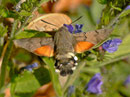 Macroglossum stellatarum (Taubenschwänzchen) / CH BE Hasliberg 1050 m, 19. 11. 2011