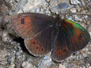 Erebia cassiodes  / NYMPHALIDAE/Tr. Erebiini (Edelfalter)