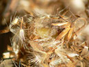Eupithecia expallidata