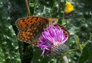 Argynnis niobe (Stiefmütterchen-Perlmuttfalter, Männchen) / Italien Aostatal Valpelline 10. 08. 2005
