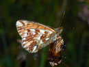 Boloria napaea (Ähnlicher Perlmuttfalter) CH VS Turtmanntal 2050 m, 14. 07. 2010