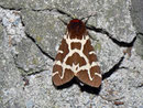 Arctia caja (Brauner Bär) / ARCTIIDAE/Arctiinae (Bärenspinner)
