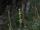 Verbascum thapsus (Kleinblütige Königskerze) / Scrophulariaceae