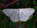 Scopula incanata (Weissgrauer Kleinspanner) / GEOMETRIDAE/ Sterrhinae (Spanner)