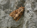 Apamea monoglypha (Grosse Grasbüscheleule) / CH BE Hasliberg 1050 m, 30. 06. 2016