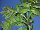 Fraxinus excelsior (Gew. Esche) / OLEACEAE