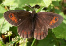 Erebia meolans (Gelbbindiger Mohrenfalter) / NYMPHALIDAE/Tr. Erebiini (Edelfalter)