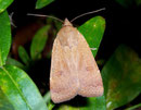 Noctua comes (Breitflügelige Bandeule) / NOCTUIDAE (Eulen)
