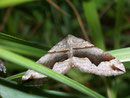 Scotopteryx moeniata (Winkelbindenspanner) / GEOMETRIDAE/Larentiinae (Spanner)