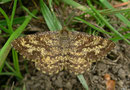 Ematurga atomaria (Heidespanner) / GEOMETRIDAE/Ennominae (Spanner)