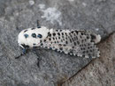 Zeuzera pyrina (Blausieb) / COSSIDAE (Holzbohrer)