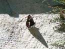 Limenitis populi (Grosser Eisvogel) / CH TI Onsernonetal 1000 m, 20. 06. 2011