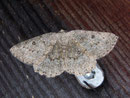 Elophos vittaria (Braungrauer Bergwaldspanner) / GEOMETRIDAE/Ennominae (Spanner)