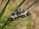 Rheumaptera subhastata (Kleiner Speerspanner) / CH OW Glaubenberg Langis 1500 m, 11. 07. 2013