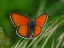 Lycaena hippothoe eurydame (Lilagold Feuerfalter, Männchen) / LYCAENIDAE/Lycaeninae (Bläulinge)