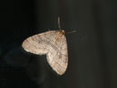 Operophtera brumata (Kleiner Frostspanner) / GEOMETRIDAE/Larentiinae (Spanner)