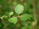 Erle (Alnus spec.) / Betulaceae (mit Frassspur der Raupe)