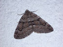 Thera cognata (Brauner Linienspanner) / GEOMETRIDAE/Larentiinae (Spanner)