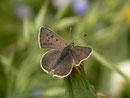 Lycaena tityrus (Brauner Feuerfalter, Männchen) / CH BE Hasliberg Arnetsbiel 1200 m, 11. 05. 2016