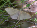 Idaea degeneraria (Zweifarbiger Doppellinien-Zwergspanner) / Griechenland Kreta Agia Irinis Schlucht, 14. 05. 2011